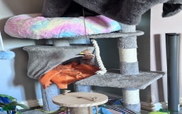 Bengal cats for sale: Kitten available new home  - Image 5