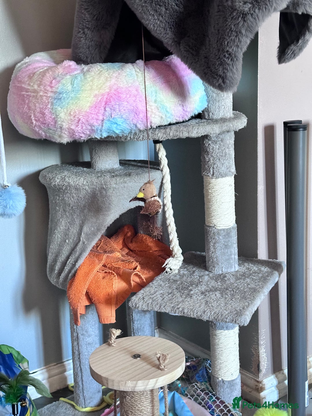 Bengal cats for sale: Kitten available new home  - Image 5