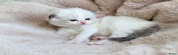 Ragdoll cats for sale: 💕 Beautiful Female Ragdoll 💕 - Advert 19