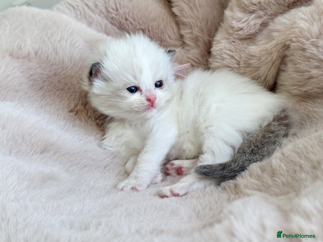 Ragdoll cats for sale: 💕 Beautiful Female Ragdoll 💕 - Advert 19