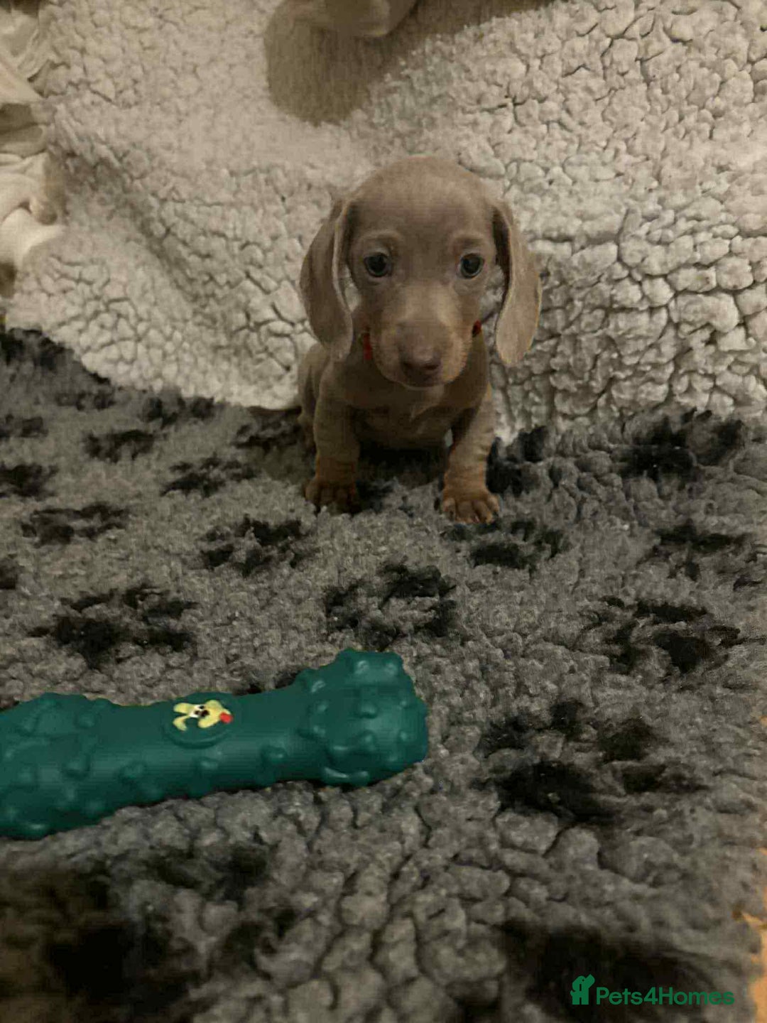 Miniature Dachshund dogs for sale: 6 adorable miniature dachshund  - Advert 6