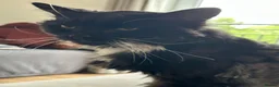 Mixed Breed cats for adoption: The “cancel your plans” cat. - Advert 2