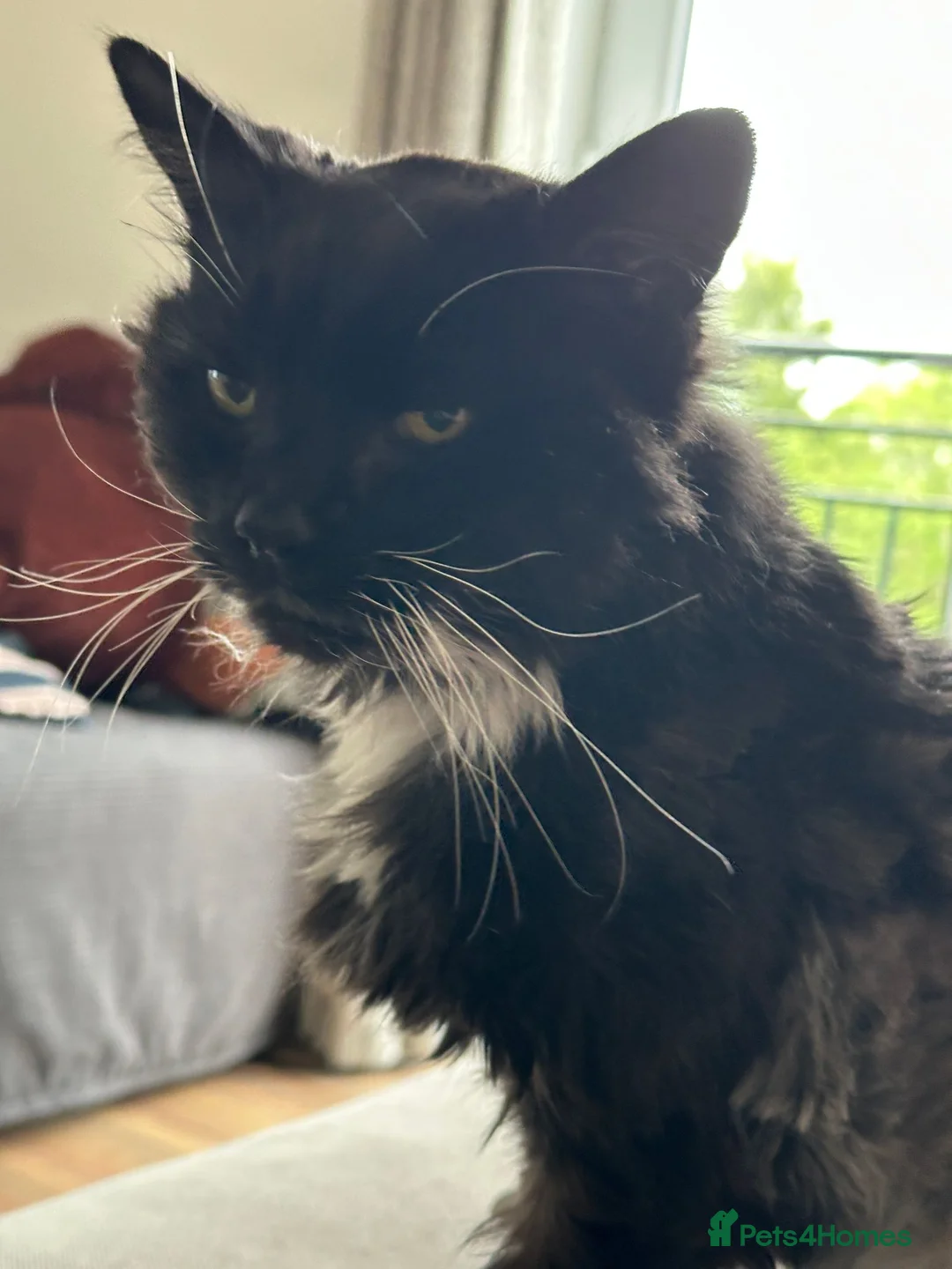 Mixed Breed cats for adoption: The “cancel your plans” cat. - Advert 2
