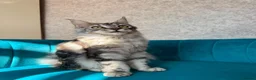 Maine Coon cats for sale: TICA Pedigree Registered Maine Coon Kittens - Advert 18