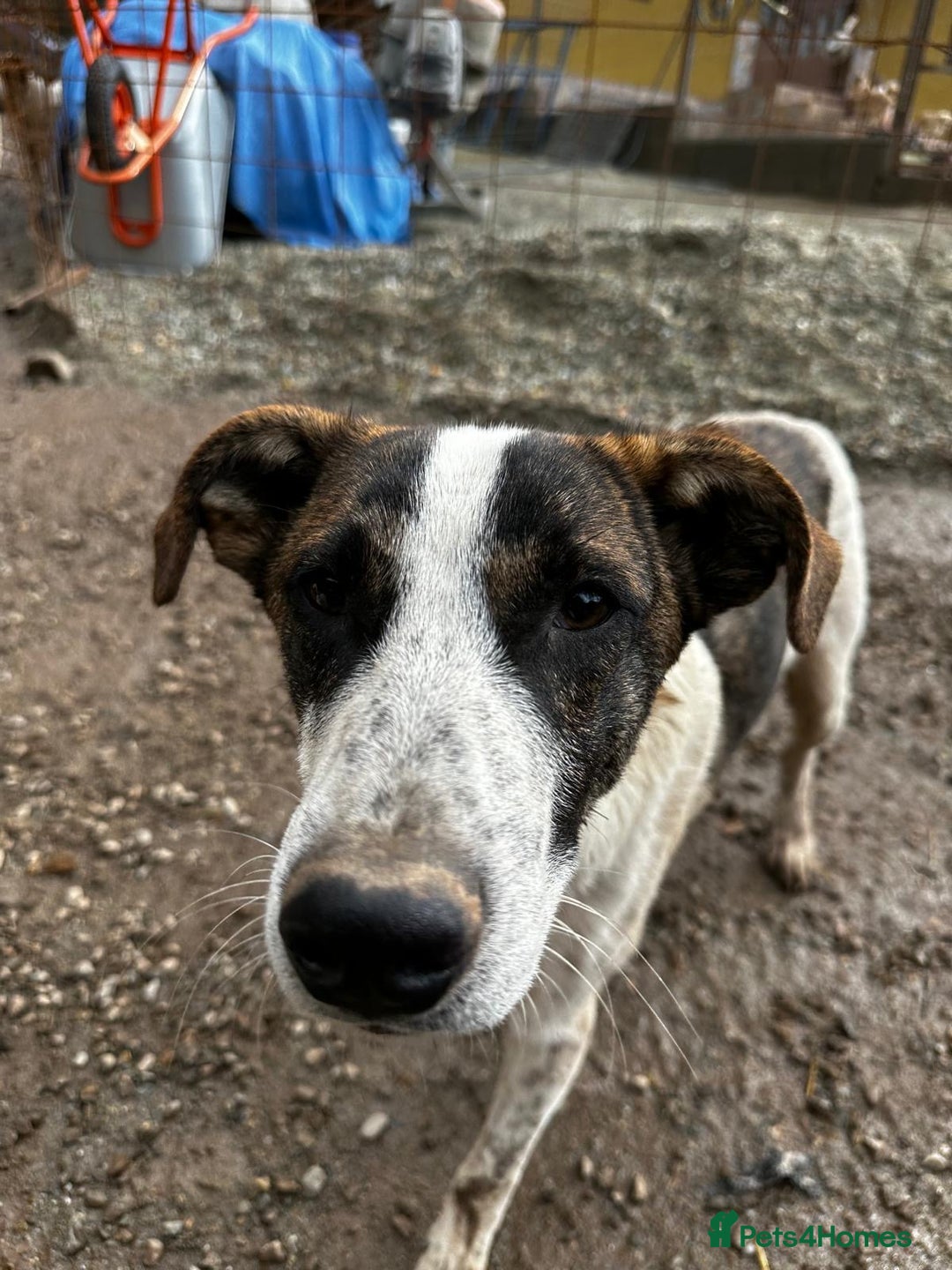 Mixed Breed dogs for adoption: Benson is looking for a dog friend! - Advert 4