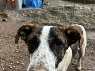 Mixed Breed dogs Benson is looking for a dog friend! - Advert 3