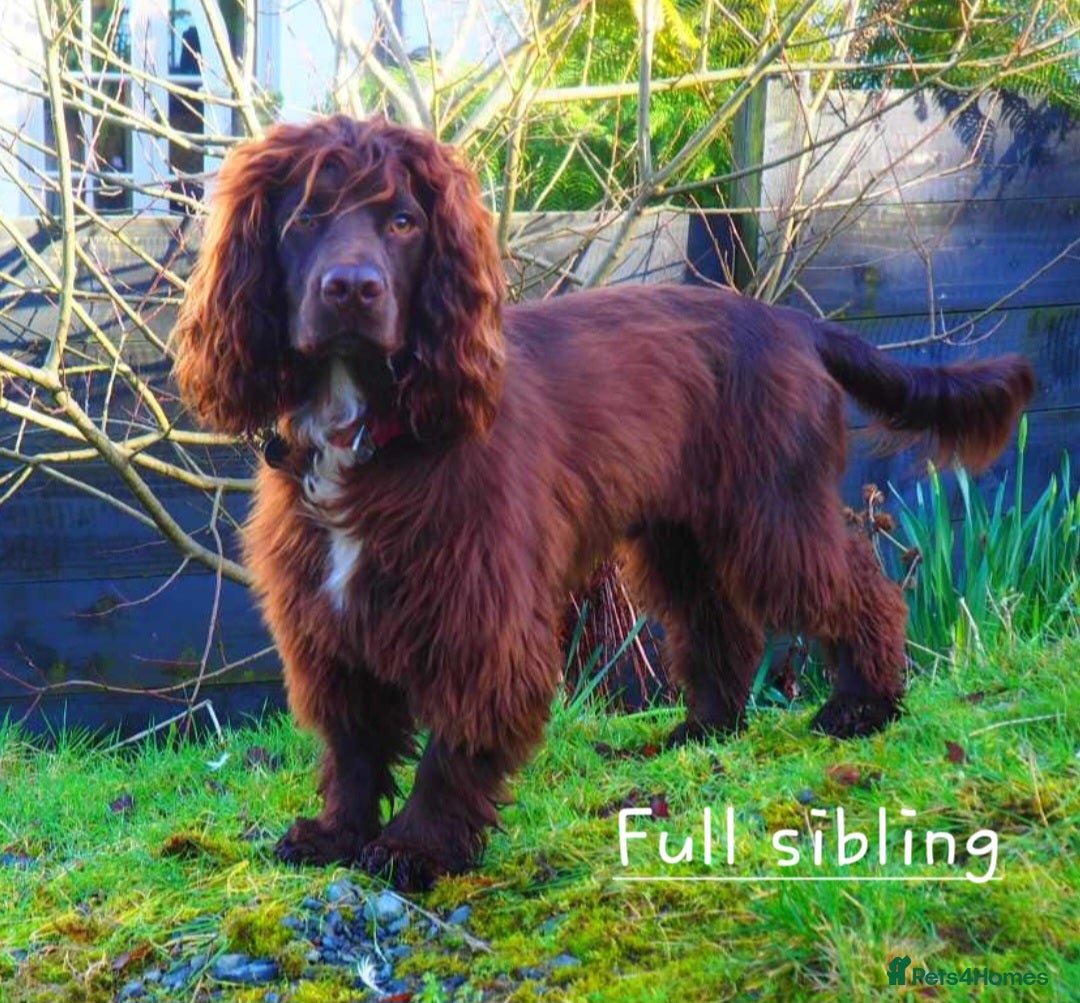 Cocker Spaniel dogs for sale: 4th Generation, Working Cocker Spaniel Puppies  🩵 - Image 16