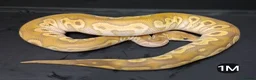 Python Snake reptiles for sale: Royal Pythons Males - Advert 2
