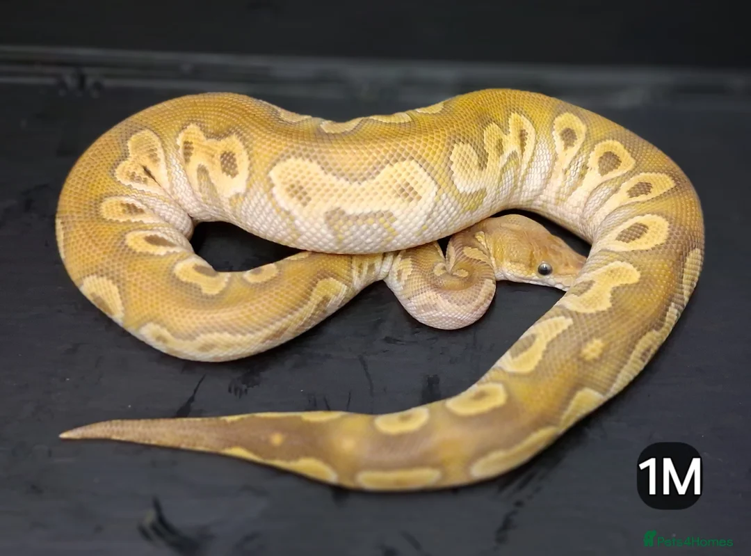 Python Snake reptiles for sale: Royal Pythons Males - Advert 2