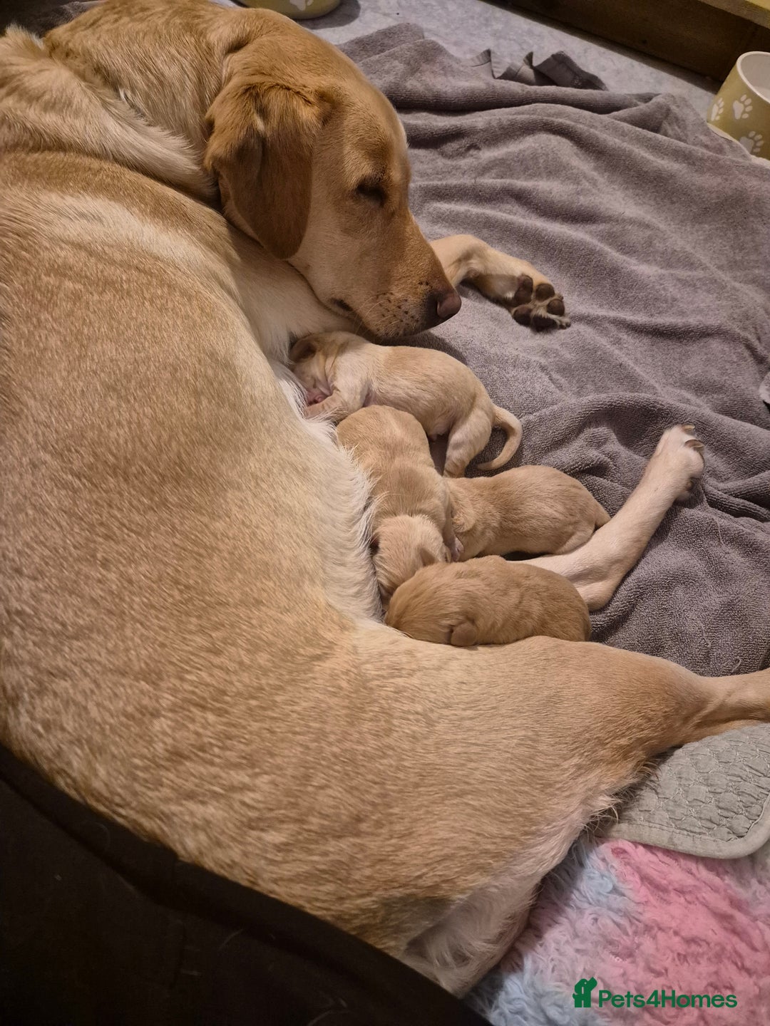 Labrador Retriever dogs for sale: Labrador Retriever puppies - Advert 3