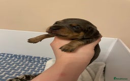 Miniature Dachshund dogs for sale: Miniature dachshund pups  - Image 3