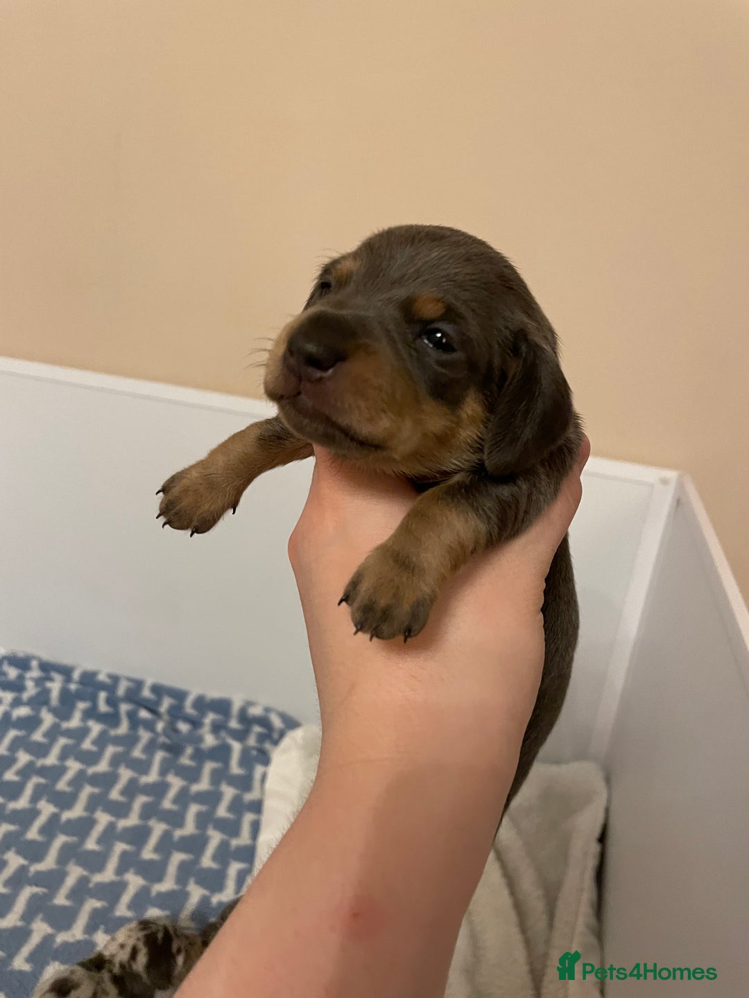 Miniature Dachshund dogs for sale: Miniature dachshund pups  - Image 3