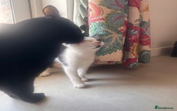 Domestic Shorthair cats for sale: Kittens for Sale!!! - Image 5