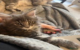 Maine Coon cats for sale: Tica Registered Maine Coon kittens  - Image 32