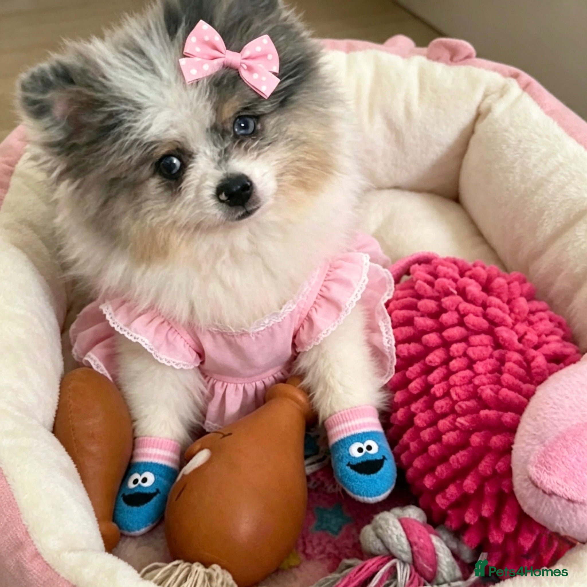Pomeranian dogs ✨🐾2 Mini Pom Star Left🏆🐶🐾✨ - Advert 20