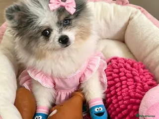 Pomeranian dogs ✨🐾2 Mini Pom Star Left🏆🐶🐾✨ - Advert 5