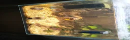 Lobsters fish for sale: Fish tank  - Advert 2