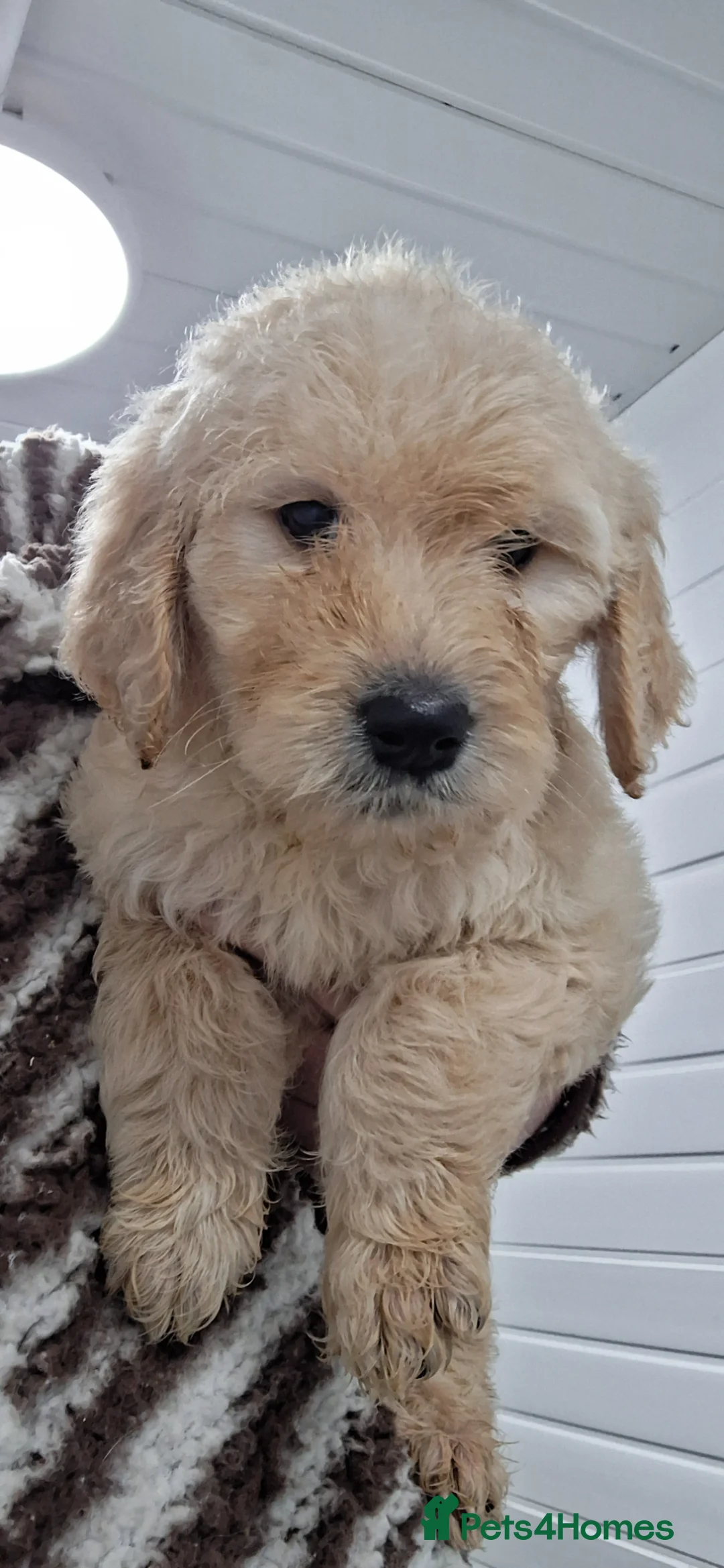 Goldendoodle dogs for sale: F1 Goldendoodle's - Advert 1