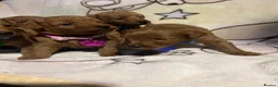 Labradoodle dogs for sale: Labradoodle Fox Red❤️❤️❤️ - Advert 15