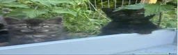 Mixed Breed cats for sale: 6 Kittens for forever homes - see description  - Advert 16