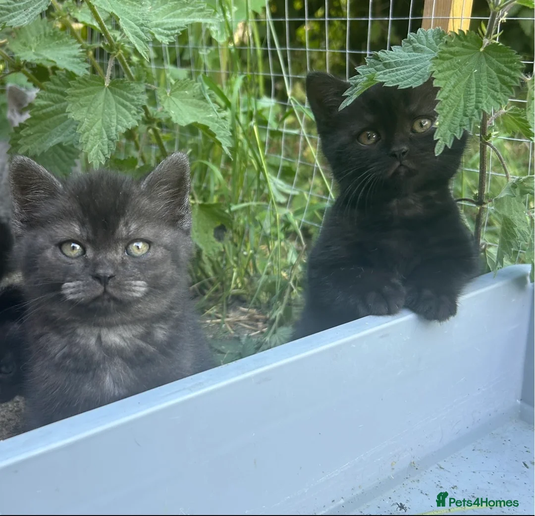 Mixed Breed cats for sale: 6 Kittens for forever homes - see description  - Advert 16