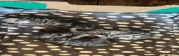 Bengal cats for sale: Bangal x kittens  - Advert 2