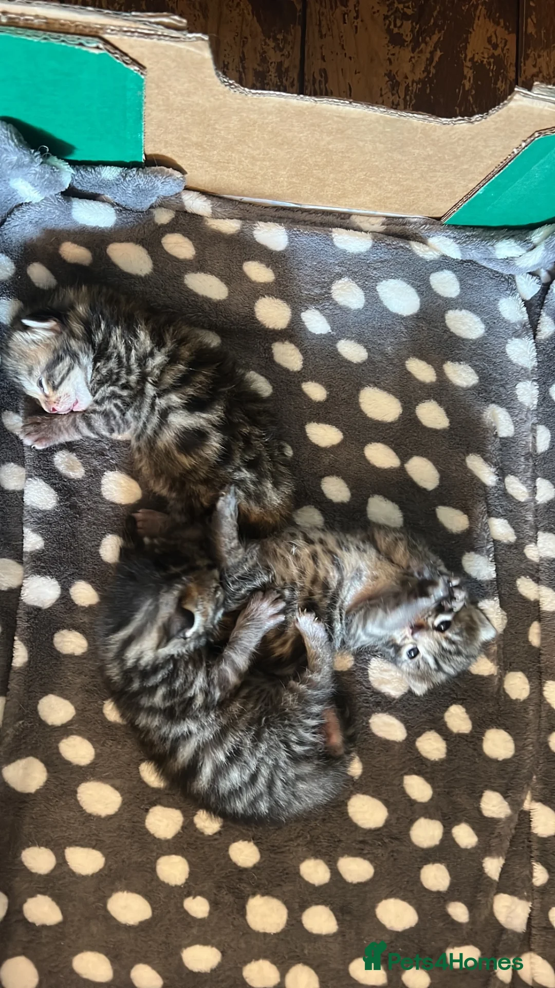 Bengal cats for sale: Bangal x kittens  - Advert 2