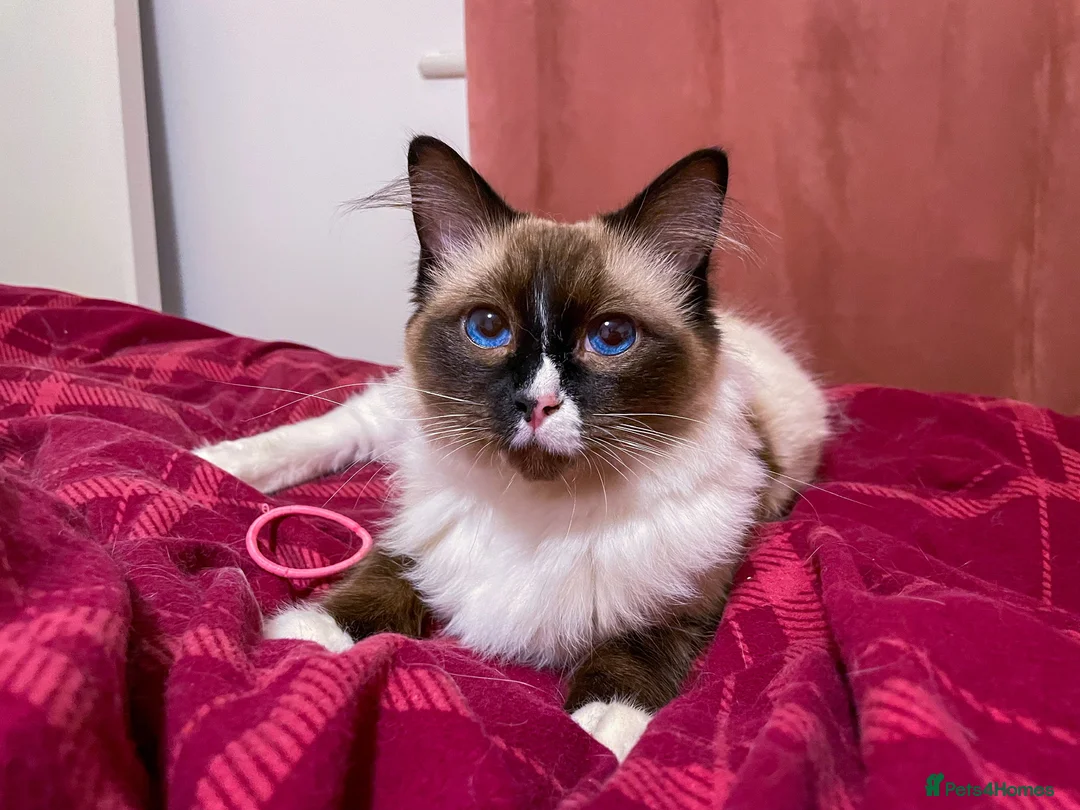 Ragdoll cats for sale: Home Wanted - Advert 1