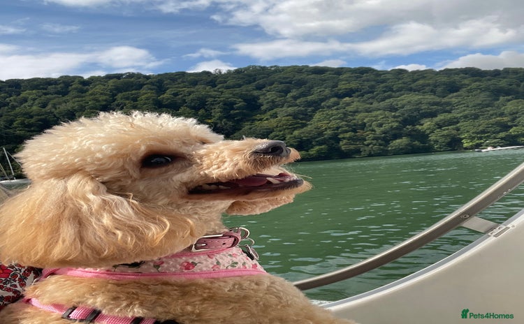 Toy Poodle dogs - Advert 2