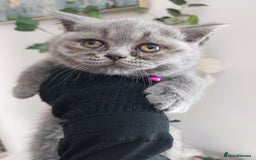 British Shorthair cats for sale: 💥CHAMPION💥SIRED💥🏆FEMALE😍🔥 in Dudley - Image 11