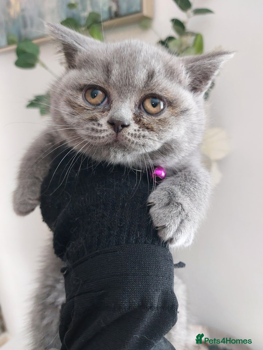 British Shorthair cats for sale: 💥CHAMPION💥SIRED💥🏆FEMALE😍🔥 in Dudley - Image 11