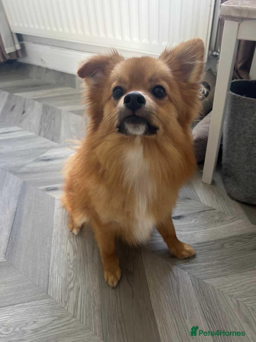 Pomeranian dogs for sale: Male Pomeranian  - Image 2