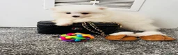 Pomeranian dogs for sale: Mini Pomaranian  in Basildon - Advert 2