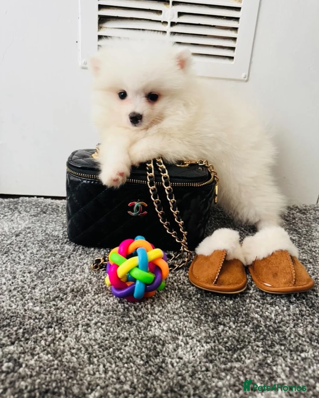 Pomeranian dogs for sale: Mini Pomaranian  in Basildon - Advert 2