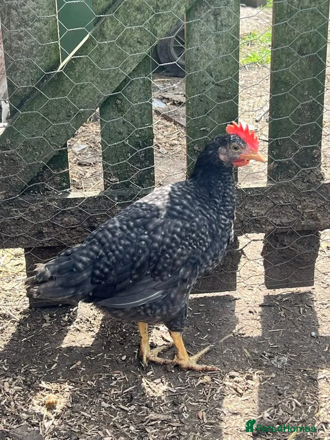Chickens poultry for sale: Pullets - Barred rock, light Sussex, Rhode, easter - Advert 2