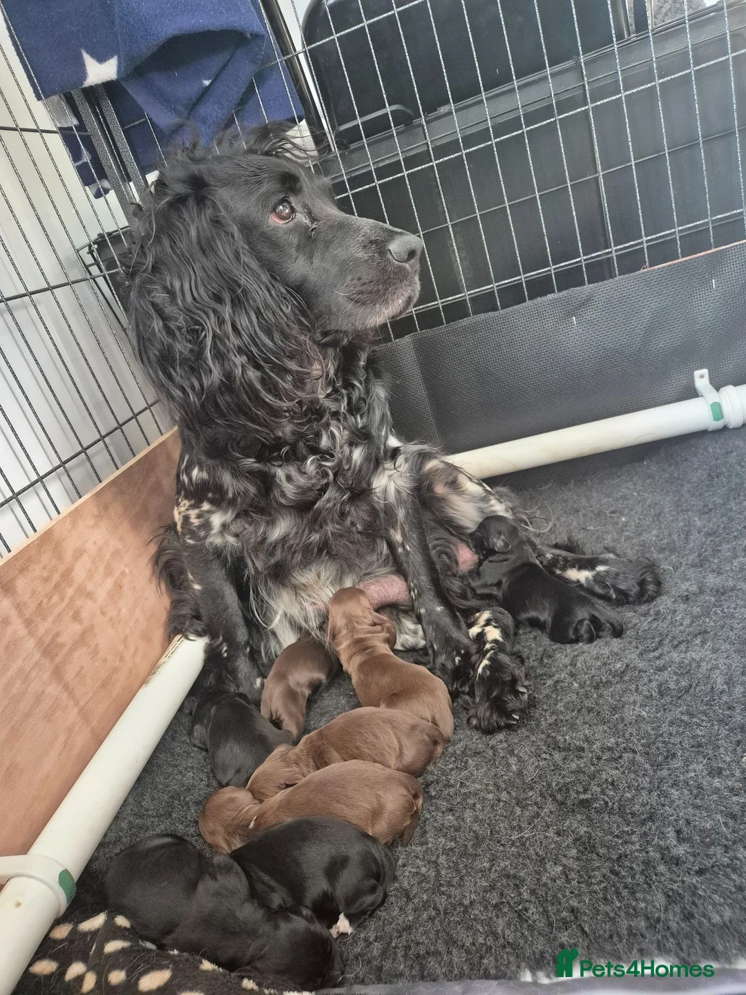 Sprocker dogs for sale: Working Sprocker Spaniels  - Advert 23