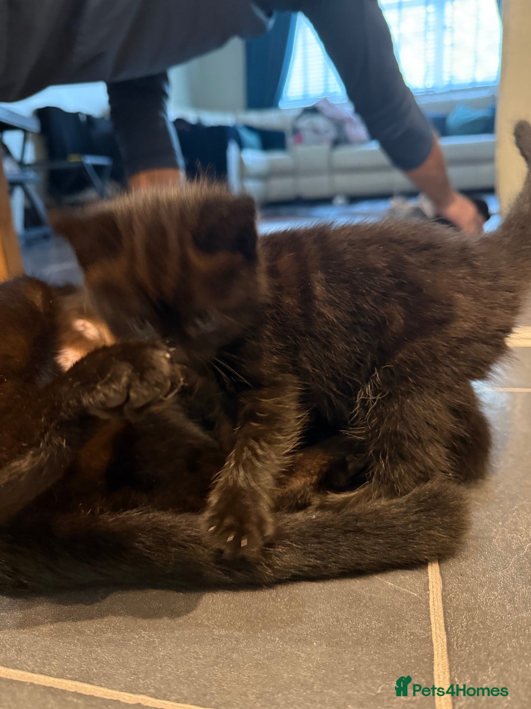 Mixed Breed cats for sale: Fluffy kitten looking for there home - Image 2