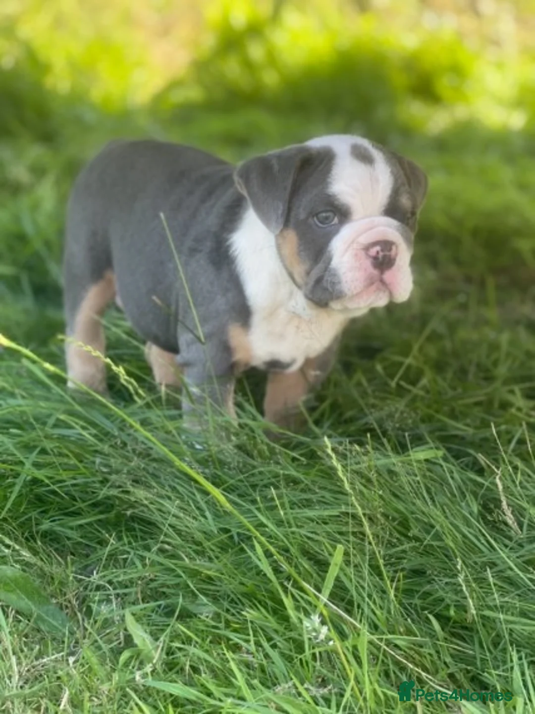 English Bulldog dogs for stud: HEALTH TESTED CLEAR & BOAS GRADED ZERO KC REG in Doncaster - Advert 13