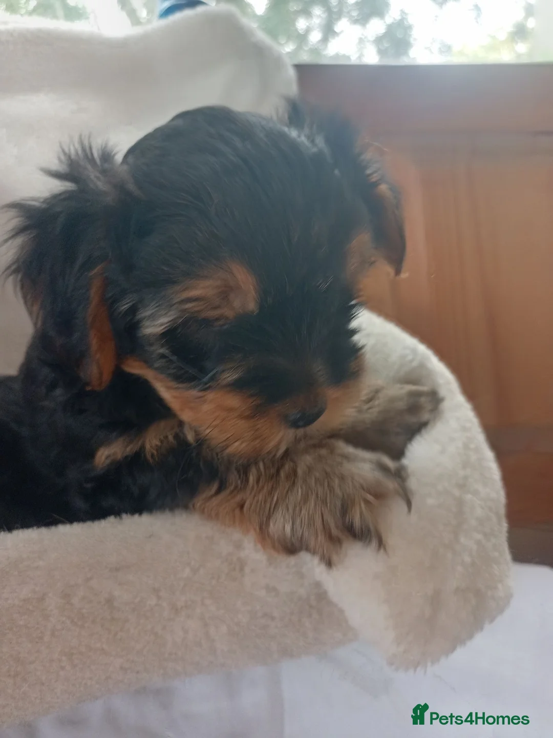 Yorkshire Terrier dogs for sale: Beautiful Yorkshire Terrier Puppies  in Spalding - Advert 1