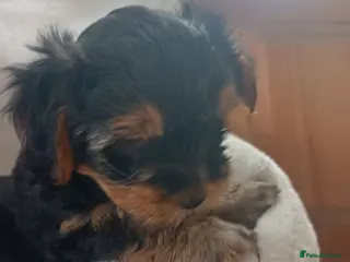 Yorkshire Terrier dogs Beautiful Yorkshire Terrier Puppies - Advert 4