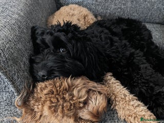 Cockapoo dogs ⭐Cockapoo beauties born to steal hearts⭐ - Advert 1