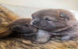 Chow Chow dogs for sale: Show Quality Chows  - Image 8