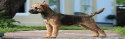Border Terrier dogs for sale: Border Terrier Male Puppies  - Advert 1