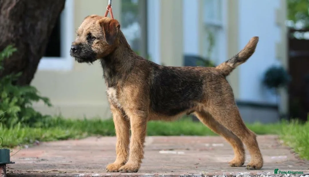 Border Terrier dogs for sale: Border Terrier Male Puppies  - Advert 1