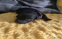 Sproodle dogs for sale: Beautiful F1 sproodle pups  - Image 3