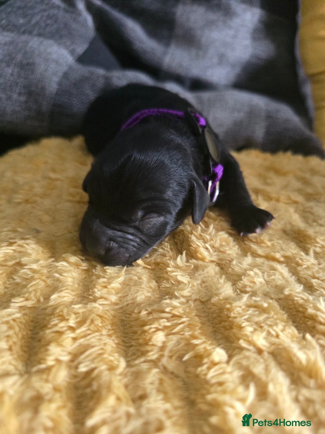 Sproodle dogs for sale: Beautiful F1 sproodle pups  - Image 3