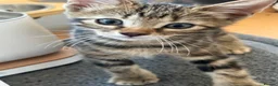 Bengal cats for sale: 🐾 Beautiful Bengal x Maine Coon Kittens 🐾 - Advert 12