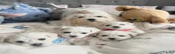 Maltese dogs for sale: GORGEOUS KOREAN MALTESE PUPPIES - Advert 24