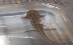 Axolotl reptiles for sale: Baby Wild types 6 left - Image 2