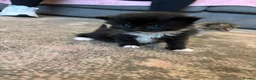 Mixed Breed cats for sale: Kittens for sale  - Advert 5